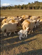 73 koyun, 26 yavru satılık