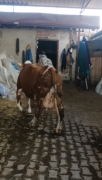 3 aylık gebe süt 18 20 kilo inek