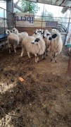  9 adet genç koyun 1 i kuzulu satılık