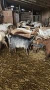 Acil satılık keçi sürüsü 