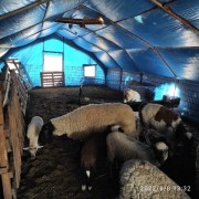 Satılık Suffolk koç ve koyunlar