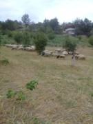 33 koyun 17 toklu toplam 50 adet  karayaka koyun 