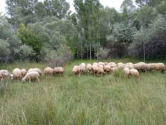 SATILIK DAMIZLIK KOYUN SÜRÜSÜ