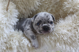 EGZOTİK FRENCH BULLDOG YAVRULARIMIZ HARİKA RENKLER VE ANATOMİLER