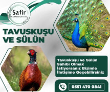 TAVUS KUŞU VE SÜLÜN