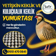 YETİŞKİN KEKLİK VE KULUÇKALIK KEKLİK YUMURTASI