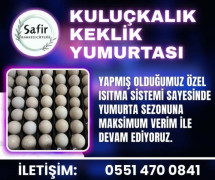 KULUÇKALIK KEKLİK YUMURTASI !!