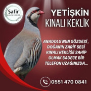 YETİŞKİN KINALI KEKLİK