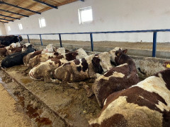 SATILIK UYGUN FİYATLARA BESİYE KURBANA GİDECEK DANA DÜVE İNEK 