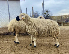 Her bütçeye uygun adaklık Kurbanlık bulunur. 