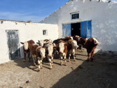 SATILIK 80 ADET KURBANA GİDECEK SIMENTAL DÜVE DANA SATIŞI 