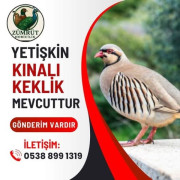 YETİŞKİN KINALI KEKLİK