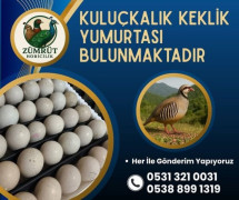 DÖLLÜ KULUÇKALIK KEKLİK YUMURTASI BULUNMAKTADIR